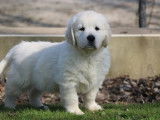 À vendre un chiot mâle Golden Retriever blanc LOF