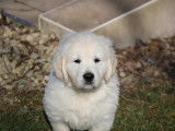 À vendre un chiot mâle Golden Retriever blanc LOF