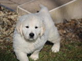 À vendre un chiot mâle Golden Retriever blanc LOF