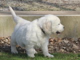 À vendre un chiot mâle Golden Retriever blanc LOF