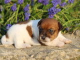 10 chiots Jack Russell Terriers tricolores LOF à réserver