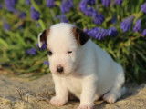 10 chiots Jack Russell Terriers tricolores LOF à réserver