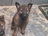 3 chiots Bergers Allemands à vendre, mâles gris LOF