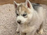 À réserver, 5 chiots Huskies Sibériens, 4 mâles et 1 femelle LOF