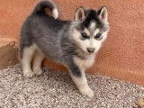 À réserver, 5 chiots Huskies Sibériens, 4 mâles et 1 femelle LOF