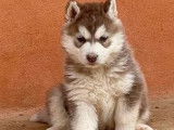 À réserver, 5 chiots Huskies Sibériens, 4 mâles et 1 femelle LOF