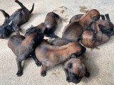 Réservation pour 8 chiots Malinois fauves et à masque noir, LOF