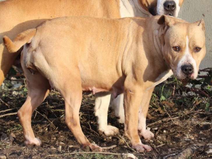 À vendre une chienne American Staffordshire Terrier LOF 5 ans