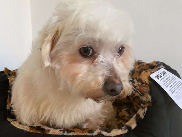 Vente d’une chienne Bichon Maltais blanche de 7 ans (non LOF)