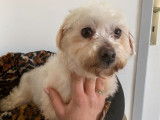 Vente d’une chienne Bichon Maltais blanche de 7 ans (non LOF)