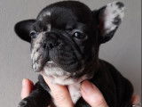 Réservation de 5 chiots Bouledogues Français exotics (non LOF)