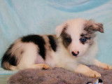 Chiots de type Border Collie à vendre (5 femelles & 4 mâles)