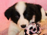 Chiots de type Border Collie à vendre (5 femelles & 4 mâles)