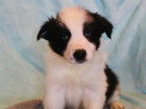 Chiots de type Border Collie à vendre (5 femelles & 4 mâles)