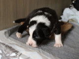 Réservation de 7 chiots Bergers Australiens (LOF) 5 mâles, 2 femelles