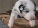 Réservation de 7 chiots Bergers Australiens (LOF) 5 mâles, 2 femelles