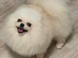 Chiot Spitz Nain disponible suite à désitement