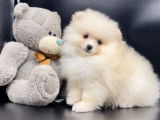 Chiot Spitz Nain disponible suite à désitement