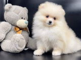 Chiot Spitz Nain disponible suite à désitement