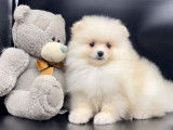 Chiot Spitz Nain disponible suite à désitement