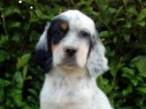 Chiots de race Setter Anglais à vendre (3 mâles)