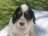 Chiots de race Setter Anglais à vendre (3 mâles)