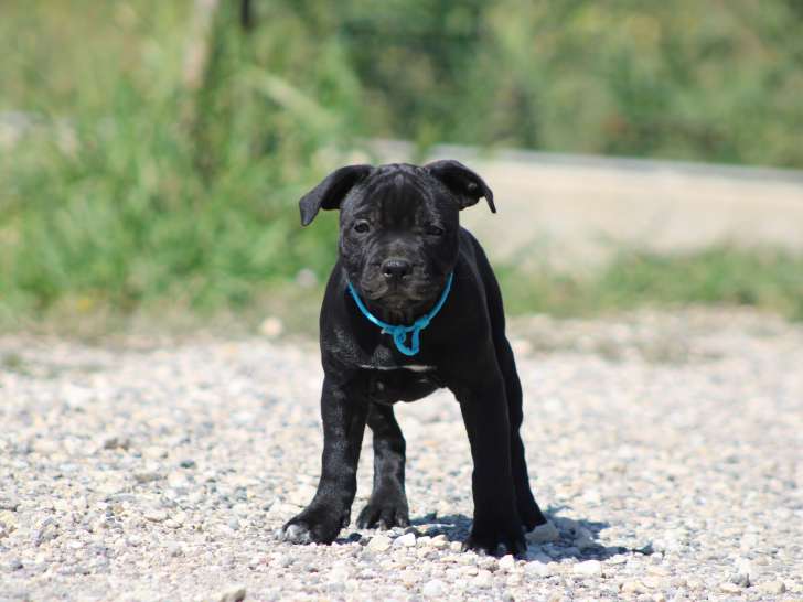 4  chiots mâles Staffordshire Bull Terriers LOF en attente d’adoption