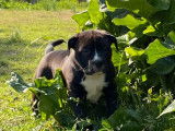 2 chiots femelles American Staffordshire Terriers LOF &agrave; vendre