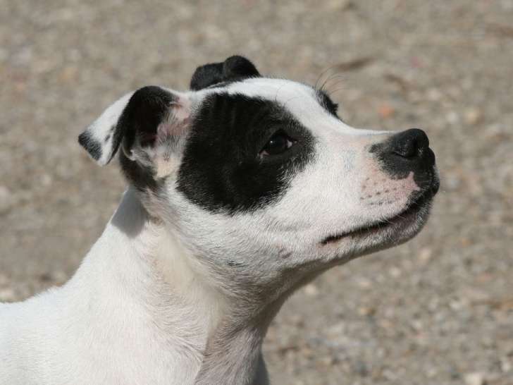 Un chiot mâle Staffordshire Bull Terrier LOF au pelage blanc bringé disponible
