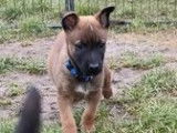 2 chiots mâles Bergers Belges LOF au pelage fauve charbonné disponibles