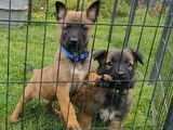 2 chiots mâles Bergers Belges LOF au pelage fauve charbonné disponibles
