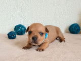 À réserver, 3 chiots Staffordshire Bull Terriers mâles LOF