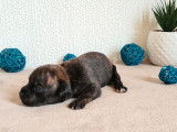 À réserver, 3 chiots Staffordshire Bull Terriers mâles LOF