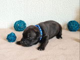 À réserver, 3 chiots Staffordshire Bull Terriers mâles LOF