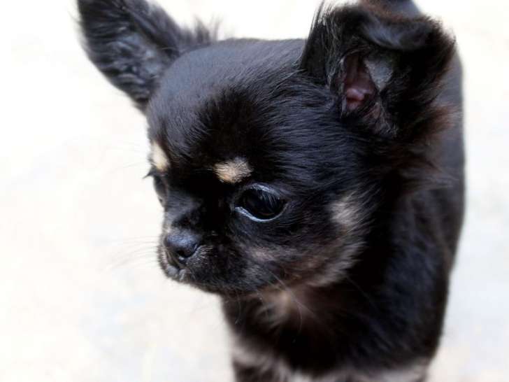 1 chiot Chihuahua à vendre, femelle LOF noire