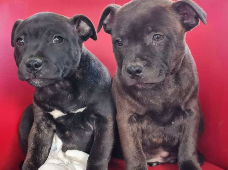 3 chiots Staffordshire Bull Terriers mâles LOF à vendre