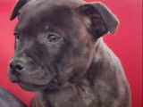 3 chiots Staffordshire Bull Terriers m&acirc;les LOF &agrave; vendre