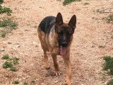 À vendre un chien mâle Berger Allemand LOF d’un an fauve à masque noir