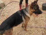 À vendre un chien mâle Berger Allemand LOF d’un an fauve à masque noir