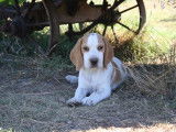 Chiots Beagle LOF lemons