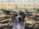 Chiots Beagle LOF lemons