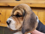 Chiennes Beagle LOF &agrave; vendre