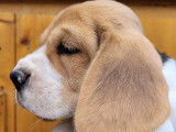 Chiennes Beagle LOF &agrave; vendre