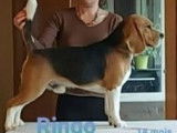 Etalon Beagle LOF tricolore disponible pour saillie