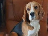 Etalon Beagle LOF tricolore disponible pour saillie