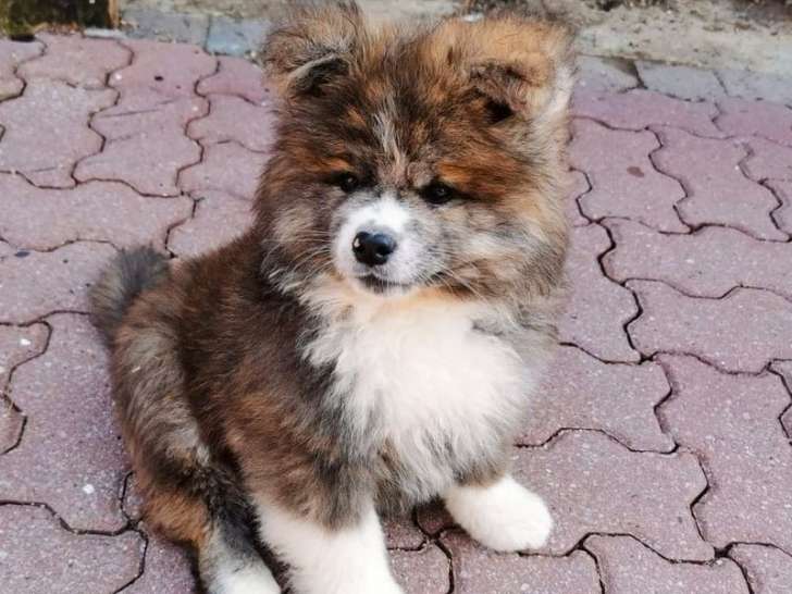 Un chiot Akita Inu femelle bringé roux à adopter (LOF)