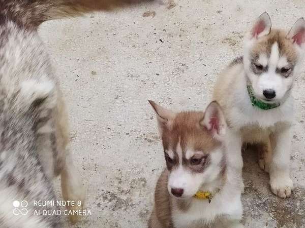 À adopter 7 chiots Huskies Sibériens LOF, 4mâles et 3 femelles