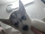 À adopter 7 chiots Huskies Sibériens LOF, 4mâles et 3 femelles