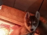 À adopter 7 chiots Huskies Sibériens LOF, 4mâles et 3 femelles