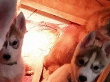 À adopter 7 chiots Huskies Sibériens LOF, 4mâles et 3 femelles